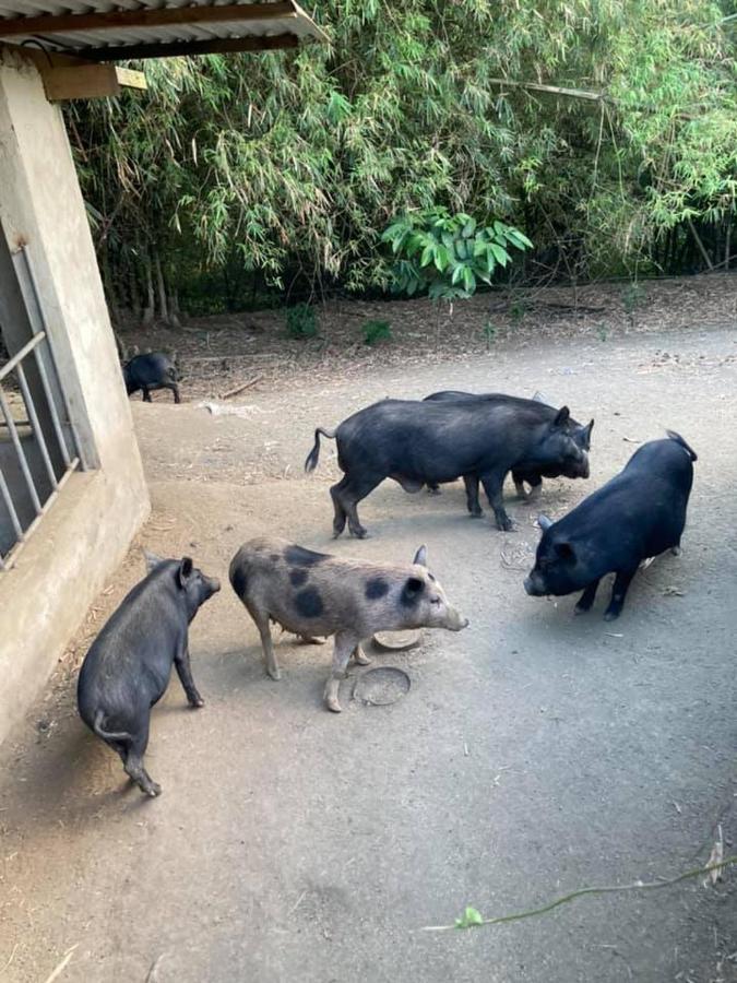 Ataalaya Farm stay *