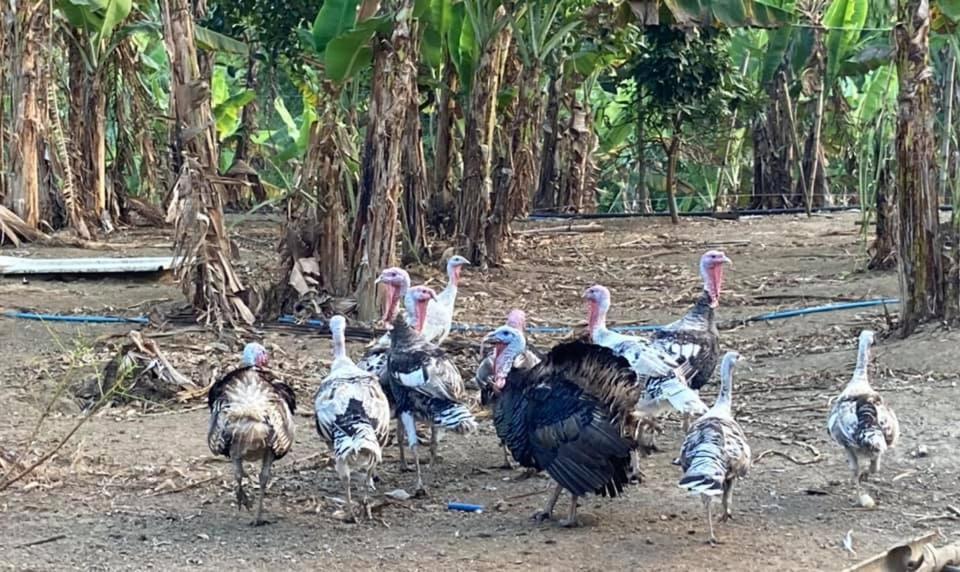 Farm stay Ataalaya Batangas