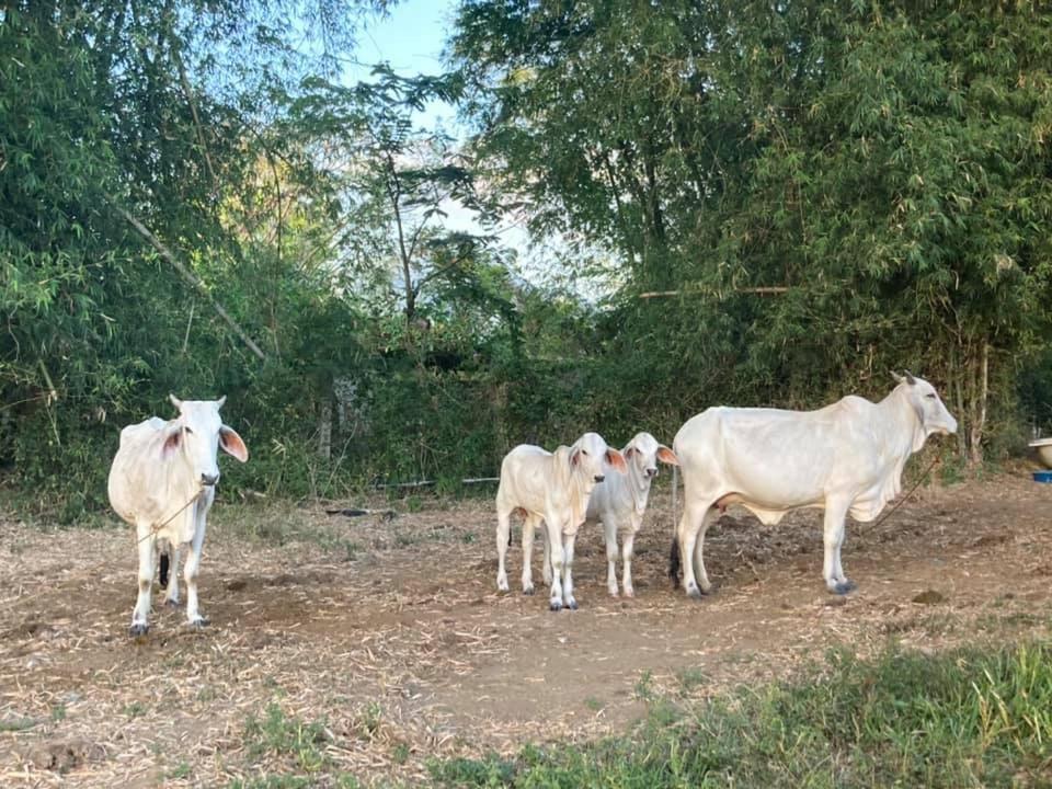 Farm stay Ataalaya Batangas